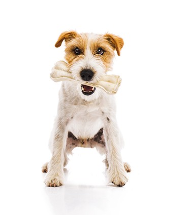 Young dog chowing bone isolated treats